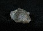 Small D Enrolled Isotelus Trilobite #1402-1